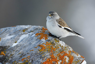 BUITEN BEELD Foto: 345862