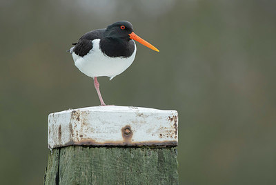 BUITEN BEELD Foto: 345872