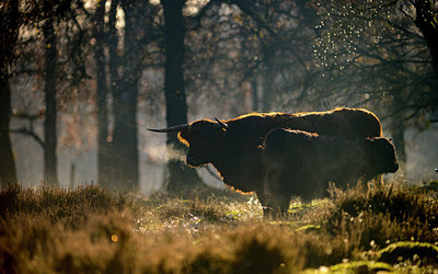 BUITEN BEELD Foto: 345895