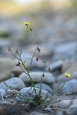 BUITEN BEELD Foto: 345938