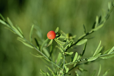 BUITEN BEELD Foto: 345940