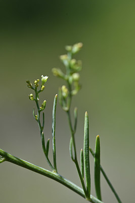 BUITEN BEELD Foto: 345955