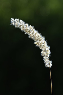BUITEN BEELD Foto: 345971