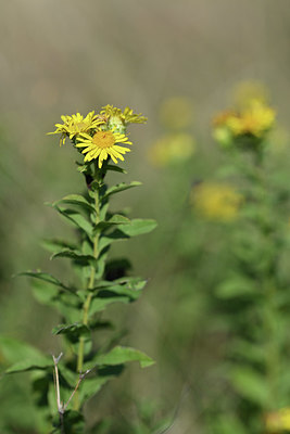 BUITEN BEELD Foto: 345974
