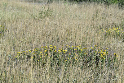 BUITEN BEELD Foto: 345975