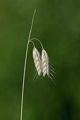 BUITEN BEELD Foto: 345981