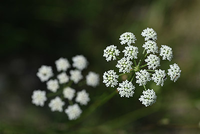 BUITEN BEELD Foto: 345987