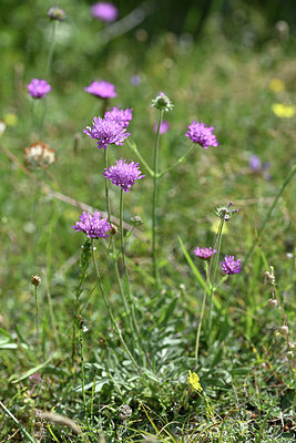 BUITEN BEELD Foto: 345988