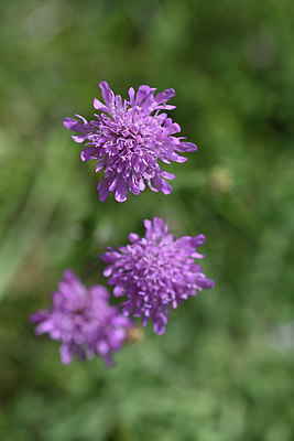 BUITEN BEELD Foto: 345989