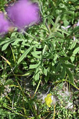 BUITEN BEELD Foto: 345990