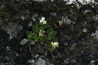 BUITEN BEELD Foto: 345991