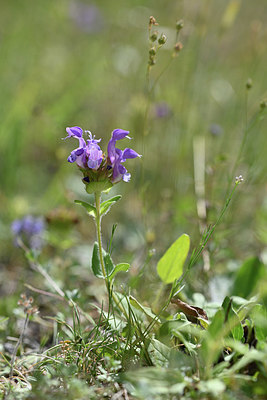 BUITEN BEELD Foto: 345998