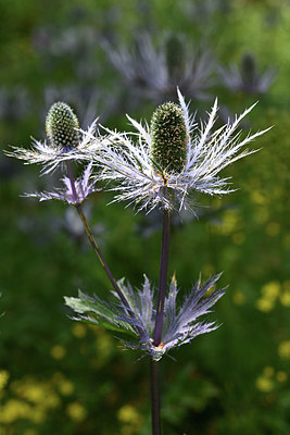 BUITEN BEELD Foto: 346022