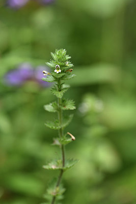 BUITEN BEELD Foto: 346029