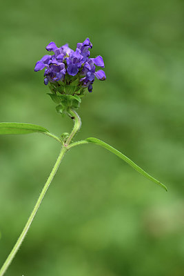 BUITEN BEELD Foto: 346036