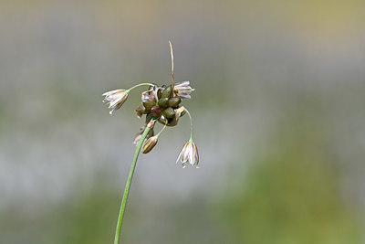 BUITEN BEELD Foto: 346040