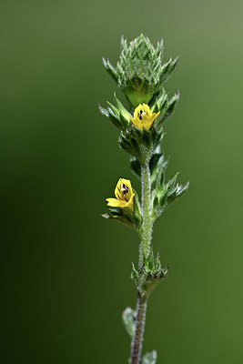 BUITEN BEELD Foto: 346043