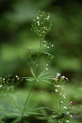 BUITEN BEELD Foto: 346050