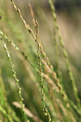 BUITEN BEELD Foto: 346055