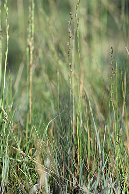 BUITEN BEELD Foto: 346056