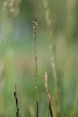 BUITEN BEELD Foto: 346057