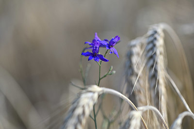 BUITEN BEELD Foto: 346059