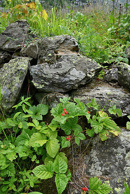 BUITEN BEELD Foto: 346067