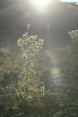 BUITEN BEELD Foto: 346076