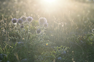 BUITEN BEELD Foto: 346077