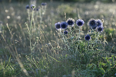 BUITEN BEELD Foto: 346078
