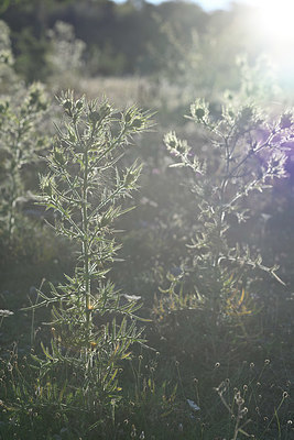 BUITEN BEELD Foto: 346080