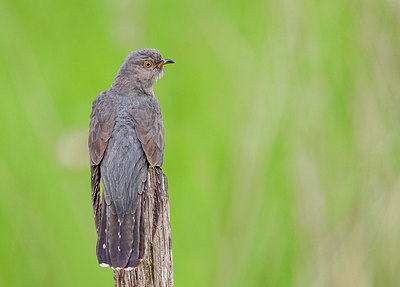 BUITEN BEELD Foto: 346084