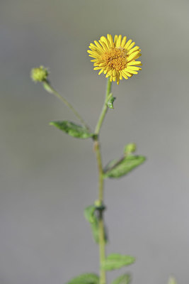 BUITEN BEELD Foto: 346104