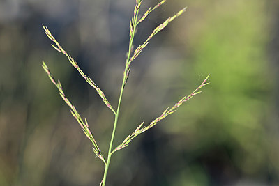 BUITEN BEELD Foto: 346119