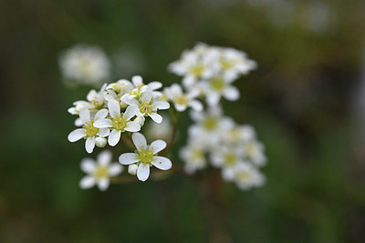 BUITEN BEELD Foto: 346143