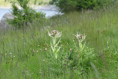 BUITEN BEELD Foto: 346152