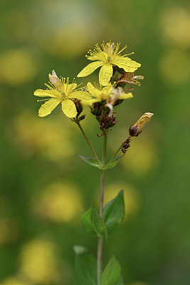 BUITEN BEELD Foto: 346163