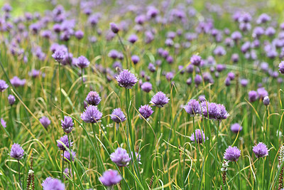 BUITEN BEELD Foto: 346169
