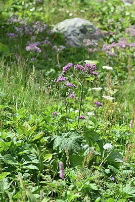 BUITEN BEELD Foto: 346177