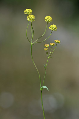BUITEN BEELD Foto: 346179
