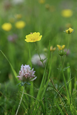 BUITEN BEELD Foto: 346194