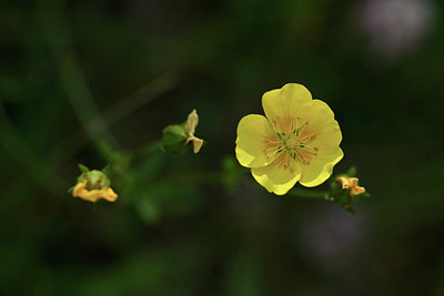 BUITEN BEELD Foto: 346195