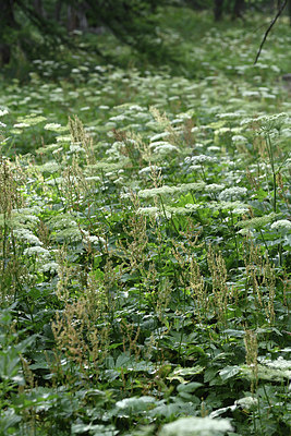 BUITEN BEELD Foto: 346196