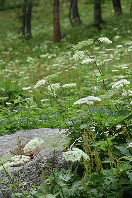 BUITEN BEELD Foto: 346197