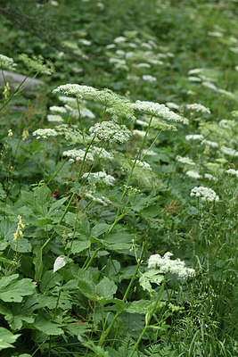 BUITEN BEELD Foto: 346198
