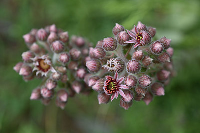 BUITEN BEELD Foto: 346200