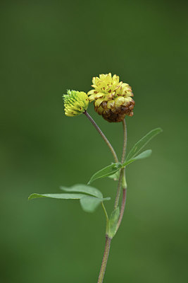 BUITEN BEELD Foto: 346206