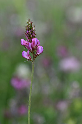 BUITEN BEELD Foto: 346207