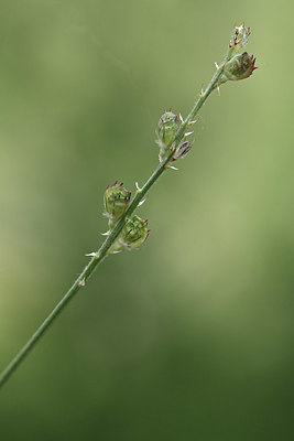 BUITEN BEELD Foto: 346209
