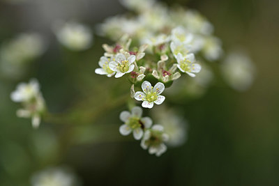 BUITEN BEELD Foto: 346214